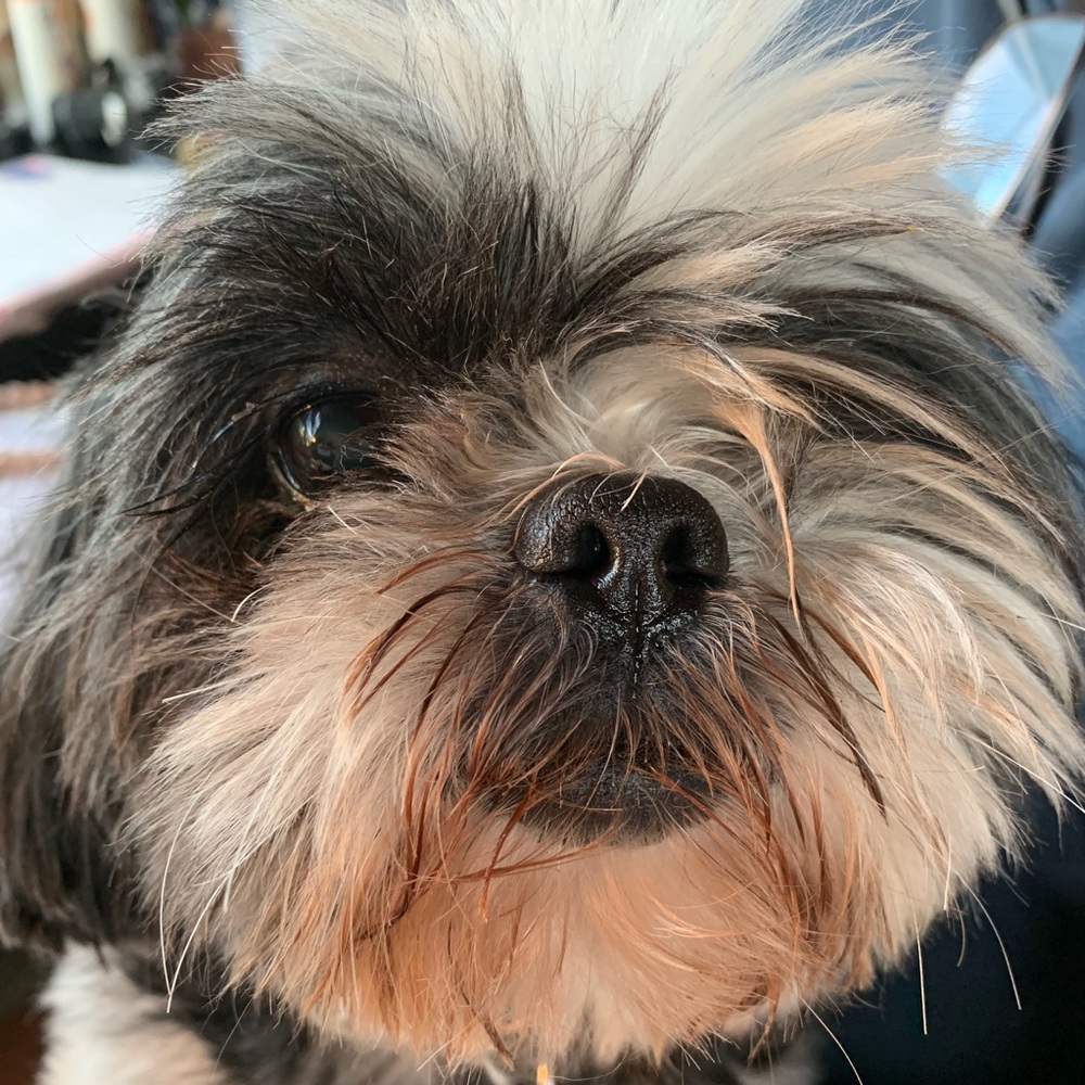 Meet your Posher, Margie